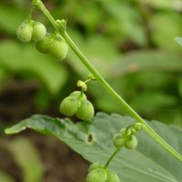 Micrococca mercurialis (L.) Benth.